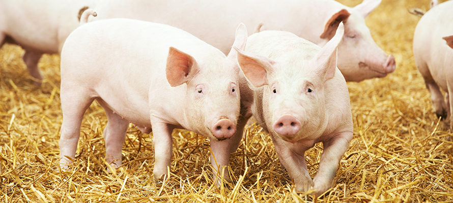 Agribusiness-Thought-leadership-Pork-industry